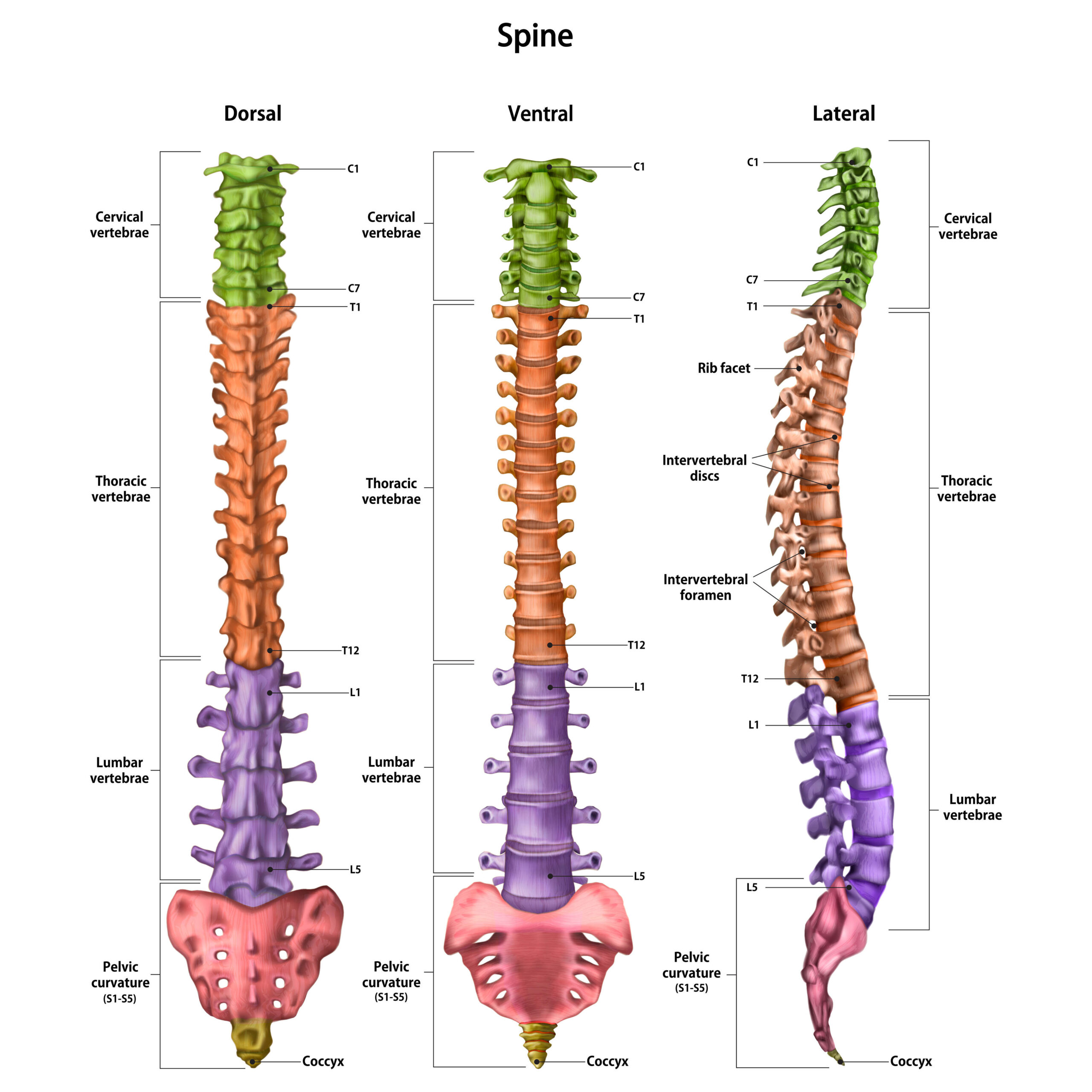The human spine (vertebral column) with the name and description of all sites. Dorsal, lateral, ventral sides. Human anatomy. Vector illustration isolated on white background.